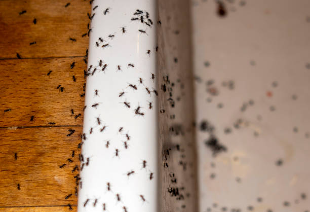 Best Ant Control Services  in Summit, IL